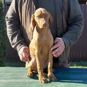 Wanda Hungarian Vizsla Wanda Hungarian Vizsla