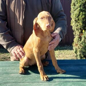 Wanja Hungarian Vizsla Wanja Hungarian Vizsla