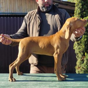 Wanja Hungarian Vizsla Wanja Hungarian Vizsla