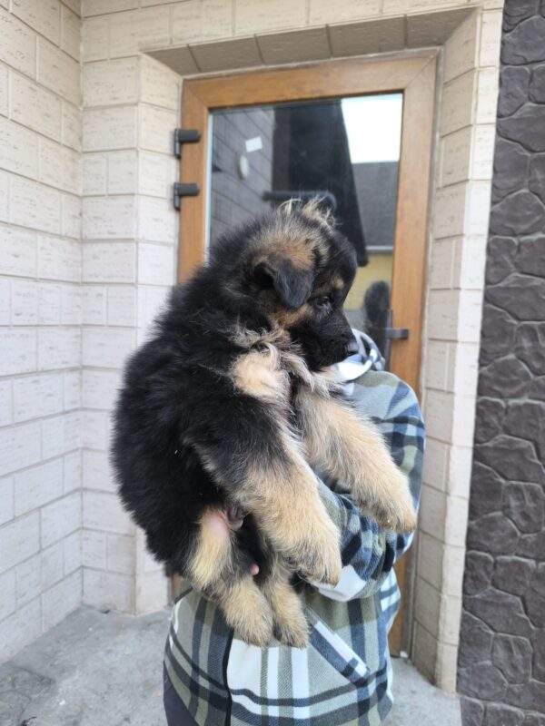 Cassis German Shepherd Cassis German Shepherd