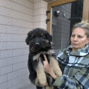 Cassis German Shepherd Cassis German Shepherd