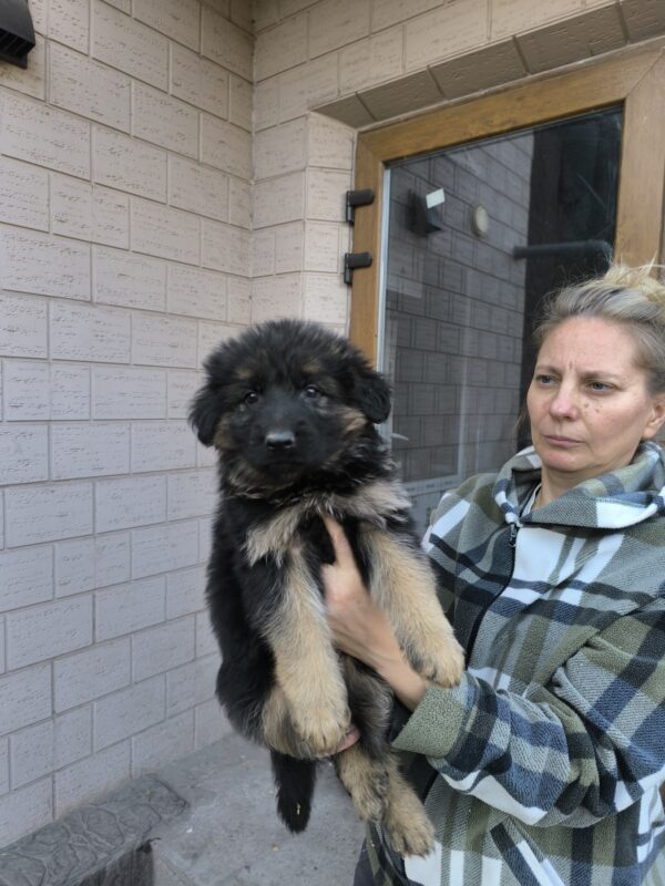 Cassis German Shepherd Cassis German Shepherd
