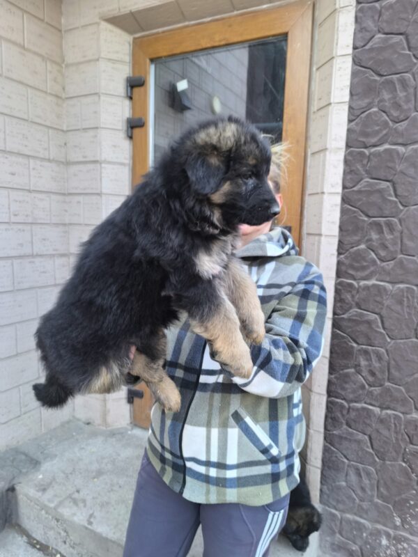 Cassis German Shepherd Cassis German Shepherd
